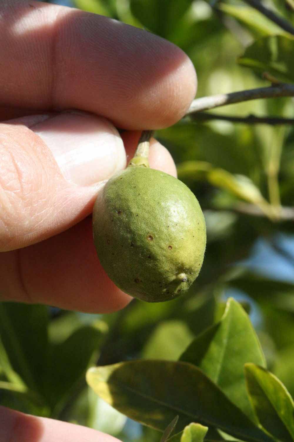              Fruit (Riverside, CA)       
